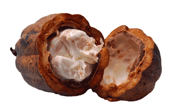 Rozlomený plod kakaovníku